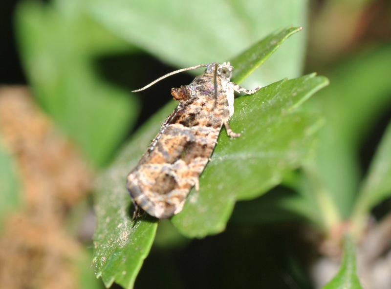 Determinazione - Eudemis profundana, Tortricidae